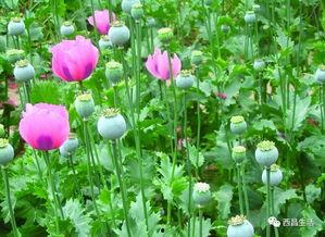 哈尔滨爆料野菜案件最新,揭秘背后真相与食品安全警钟